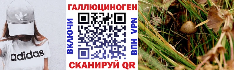 Галлюциногенные грибы Psilocybe  Красноармейск 